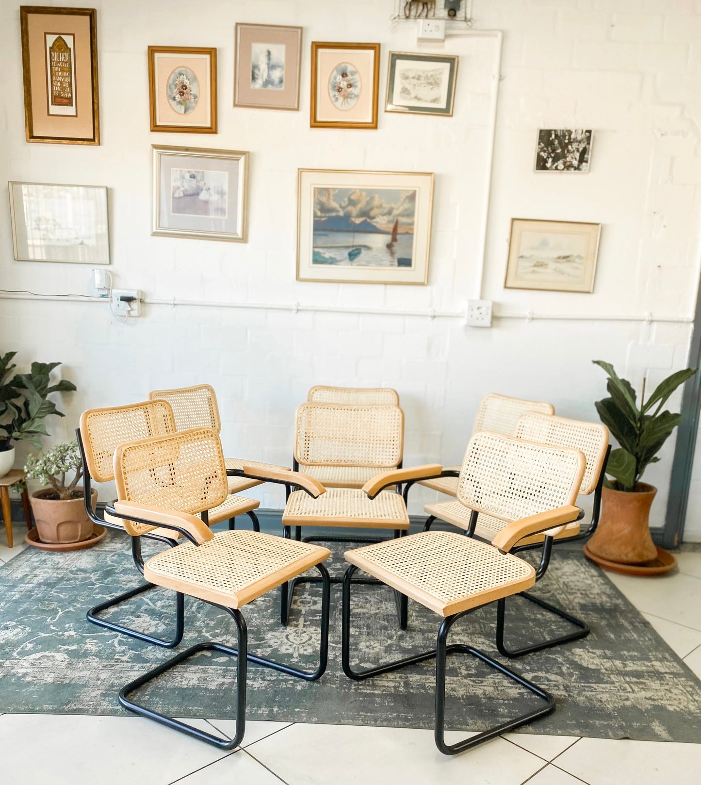 Set of 8 Cesca Style Dining Chairs