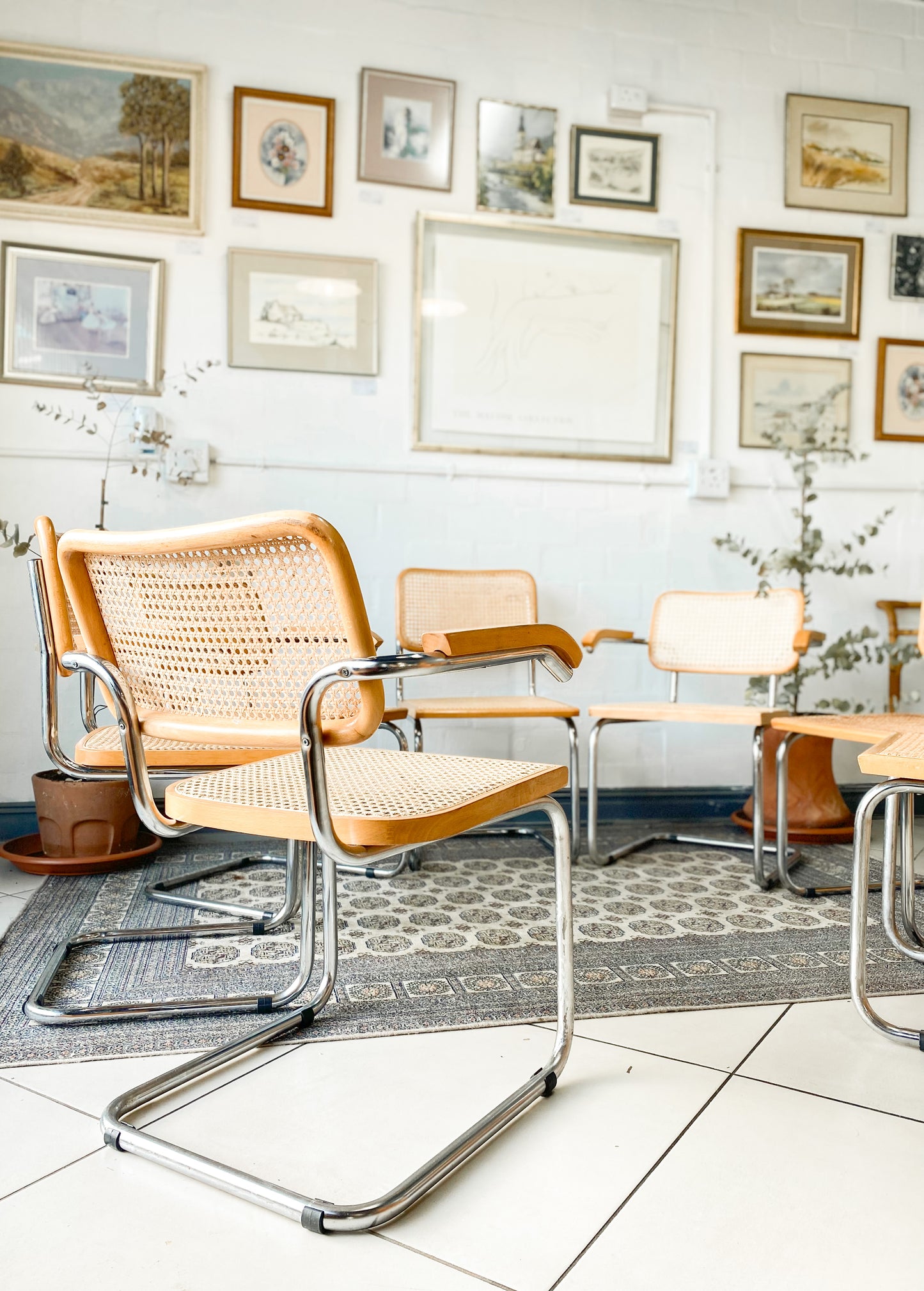 Cesca Dining Chairs